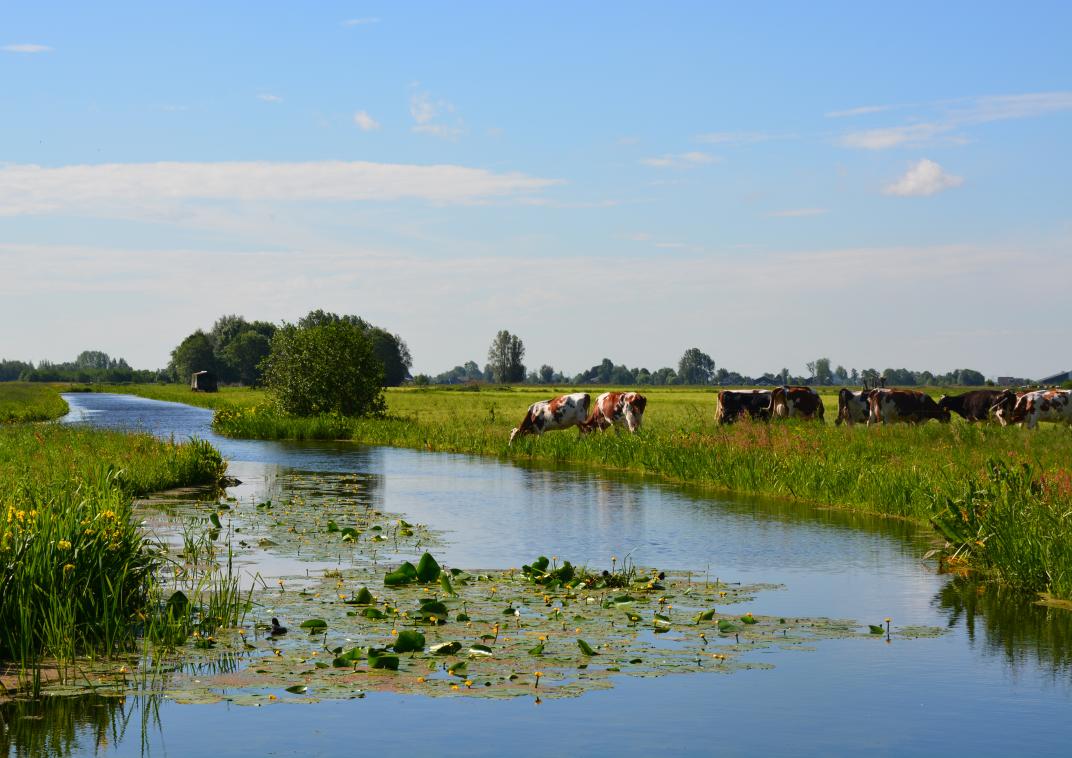 Weidelandschap met koeien in gemeente Krimpenerwaard