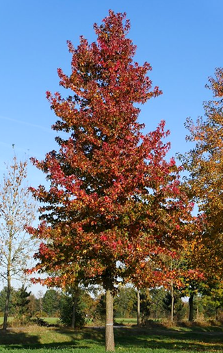 Amberboom liquidambar styraciflua