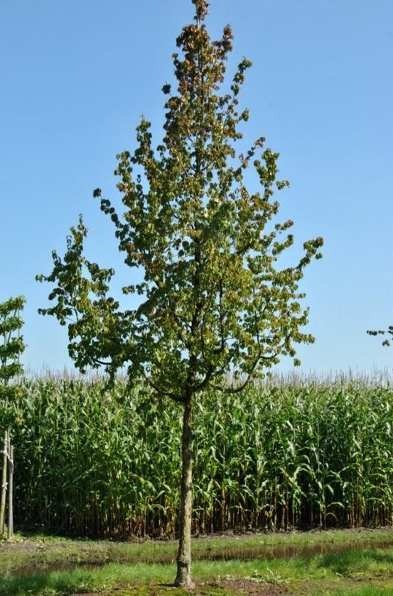 Gele kornoelje cornus mas