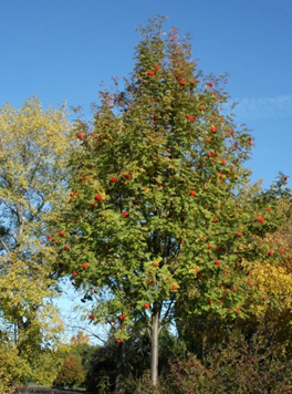 Gewone lijsterbes sorbus aucuparia