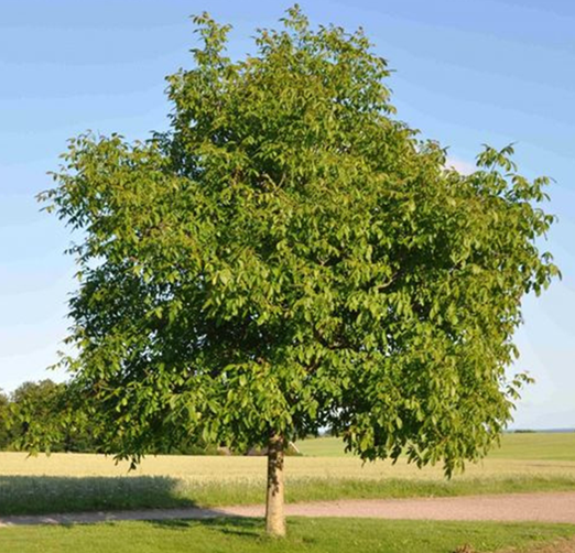 Gewone walnoot juglans regia