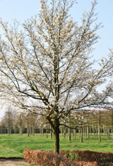 Japanse magnolia magnolia kobus