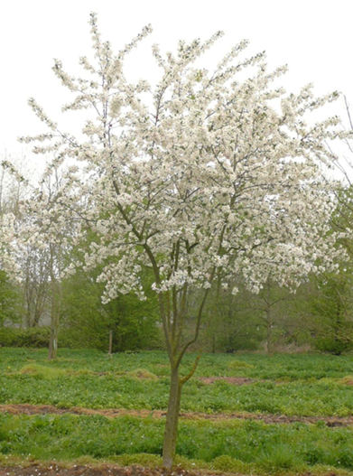 Sierappel malus evereste