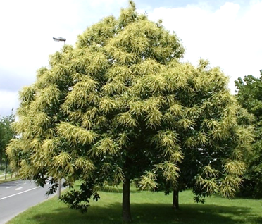 Tamme kastanje castanea sativa