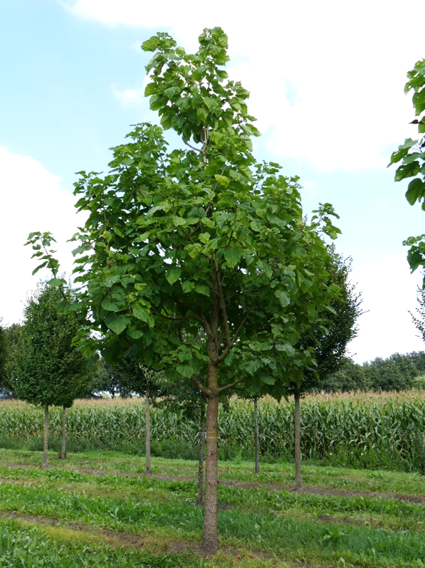 Trompetboom catalpa bignonioides