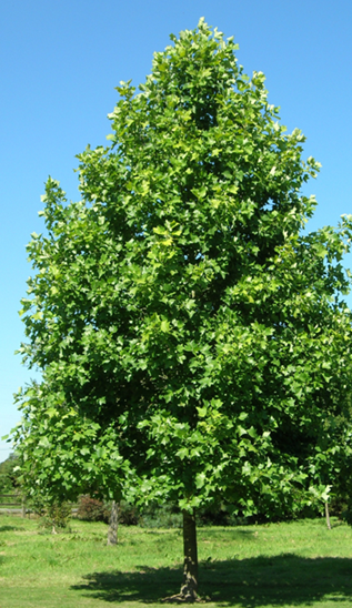 tulpenboom-liriondendron-tulipifera
