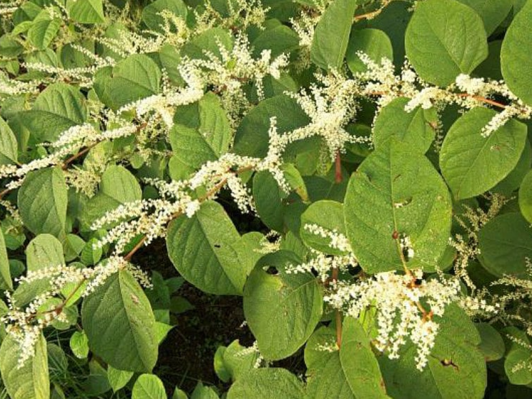 Japanse duizendknoop