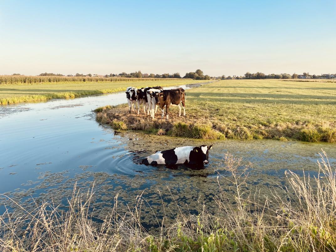 Foto van koeien aan en in het water door Ilja van Rijswijk